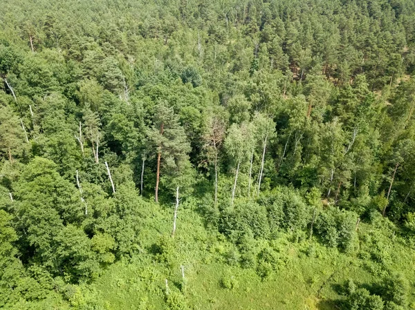 Forêt Verte Été Vue Aérienne Drone — Photo