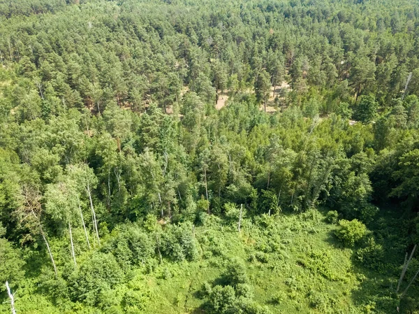 Yazın yeşil orman. Hava aracı görünümü.