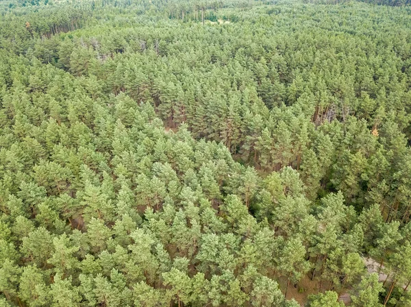 Yazın yeşil orman. Hava aracı görünümü.