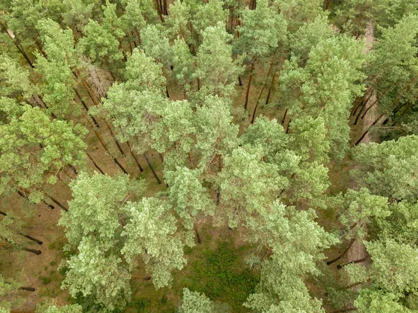 Floresta Verde Verão Vista Aérea Drones — Fotografia de Stock