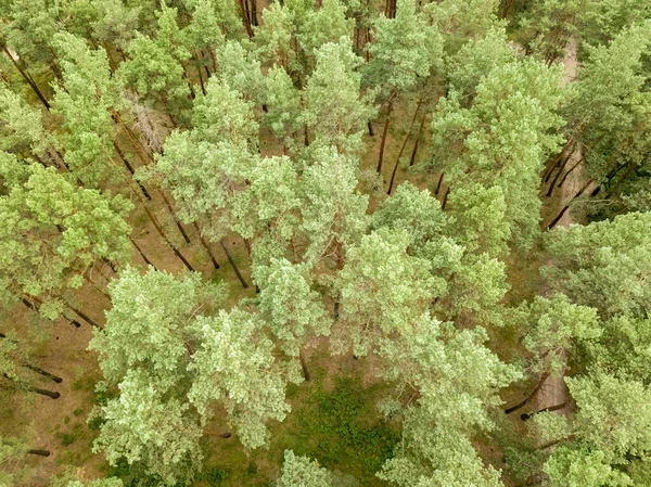 Zöld Erdő Nyáron Légi Drónra Néző — Stock Fotó