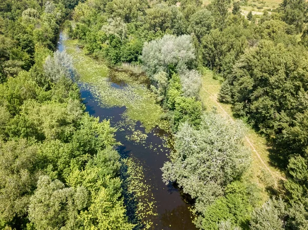 River Green Trees Summer Aerial Drone View — Stock Photo, Image