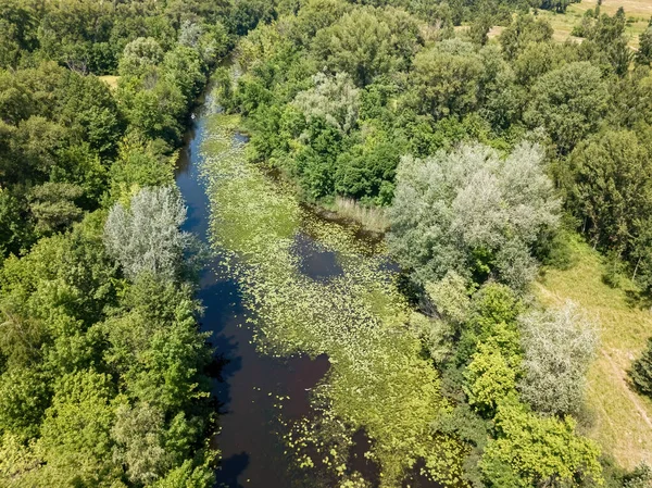 Řeka Mezi Zelenými Stromy Létě Zobrazení Leteckých Dronů — Stock fotografie