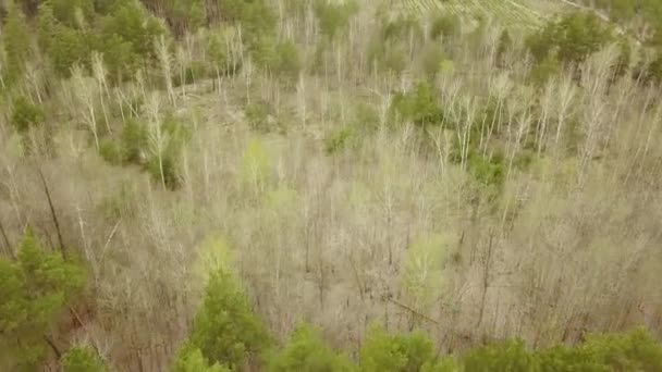 Flydroneopptak Flyging Blandet Skog Våren – stockvideo