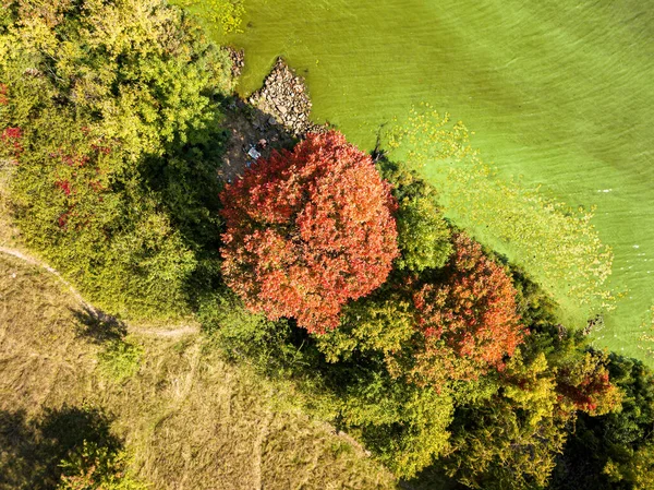 Yellow and red autumn trees on the river bank. Algae bloom in the river. Sunny autumn day. Aerial drone top view.