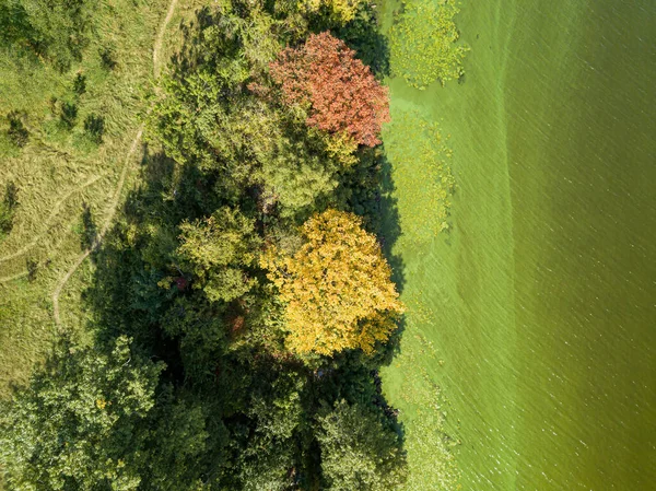 Gelbe Und Rote Herbstbäume Ufer Des Flusses Algen Blühen Fluss — Stockfoto