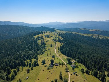 Güneşli bir yaz sabahında Ukrayna Karpatlarının yeşil dağları. Dağ yamaçlarında kozalaklı ağaçlar ve yeşil çimenler. Dağ yamacındaki toprak yol. Hava aracı görünümü.