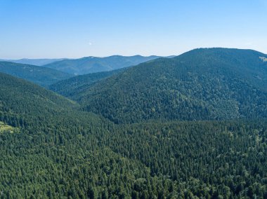 Güneşli bir yaz sabahında Ukrayna Karpatlarının yeşil dağları. Dağ yamaçlarında kozalaklı ağaçlar ve yeşil çimenler. Hava aracı görünümü.
