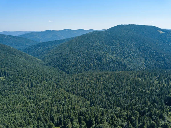 Green Mountains Ukrainian Carpathians Sunny Summer Morning Coniferous Trees Mountain — Stock Photo, Image