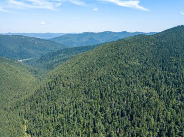Güneşli bir yaz sabahında Ukrayna Karpatlarının yeşil dağları. Dağ yamaçlarında kozalaklı ağaçlar ve yeşil çimenler. Hava aracı görünümü.