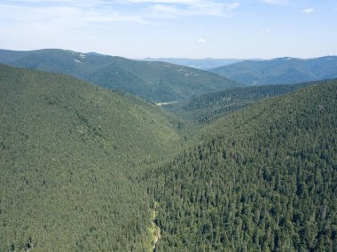 Güneşli bir yaz sabahında Ukrayna Karpatlarının yeşil dağları. Dağ yamaçlarında kozalaklı ağaçlar ve yeşil çimenler. Hava aracı görünümü.