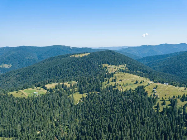 Green Mountains Ukrainian Carpathians Sunny Summer Morning Coniferous Trees Mountain — Stock Photo, Image