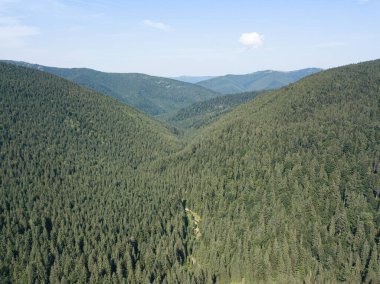 Güneşli bir yaz sabahında Ukrayna Karpatlarının yeşil dağları. Dağ yamaçlarında kozalaklı ağaçlar ve yeşil çimenler. Hava aracı görünümü.