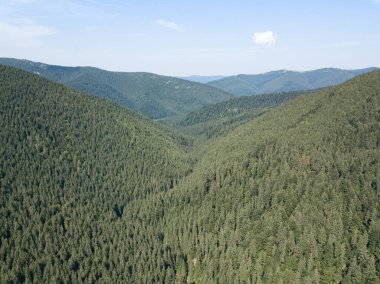 Güneşli bir yaz sabahında Ukrayna Karpatlarının yeşil dağları. Dağ yamaçlarında kozalaklı ağaçlar ve yeşil çimenler. Hava aracı görünümü.