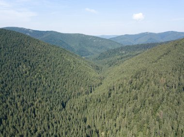 Güneşli bir yaz sabahında Ukrayna Karpatlarının yeşil dağları. Dağ yamaçlarında kozalaklı ağaçlar ve yeşil çimenler. Hava aracı görünümü.