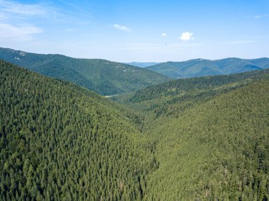 Güneşli bir yaz sabahında Ukrayna Karpatlarının yeşil dağları. Dağ yamaçlarında kozalaklı ağaçlar ve yeşil çimenler. Hava aracı görünümü.