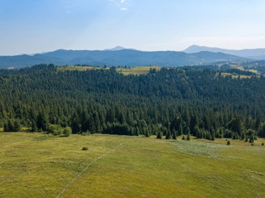 Güneşli bir yaz sabahında Ukrayna Karpatlarının yeşil dağları. Dağ yamaçlarında kozalaklı ağaçlar ve yeşil çimenler. Hava aracı görünümü.