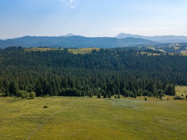 Güneşli bir yaz sabahında Ukrayna Karpatlarının yeşil dağları. Dağ yamaçlarında kozalaklı ağaçlar ve yeşil çimenler. Hava aracı görünümü.