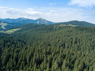 Güneşli bir yaz sabahında Ukrayna Karpatlarının yeşil dağları. Dağ yamaçlarında kozalaklı ağaçlar ve yeşil çimenler. Hava aracı görünümü.