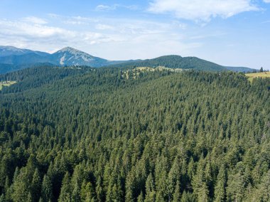 Güneşli bir yaz sabahında Ukrayna Karpatlarının yeşil dağları. Dağ yamaçlarında kozalaklı ağaçlar ve yeşil çimenler. Hava aracı görünümü.
