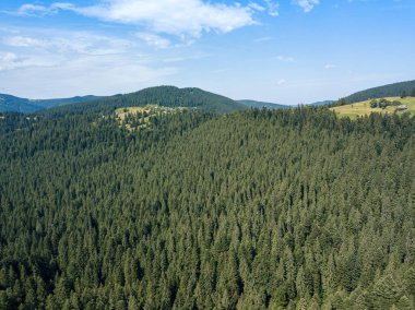 Güneşli bir yaz sabahında Ukrayna Karpatlarının yeşil dağları. Dağ yamaçlarında kozalaklı ağaçlar ve yeşil çimenler. Hava aracı görünümü.