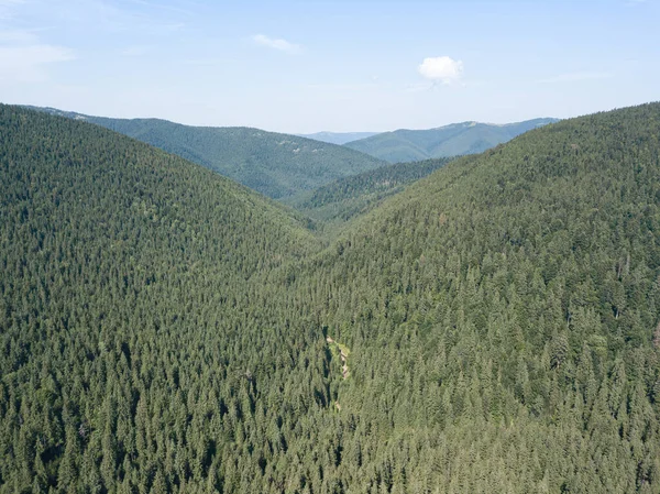 Grüne Berge Der Ukrainischen Karpaten Einem Sonnigen Sommermorgen Nadelbäume Den — Stockfoto