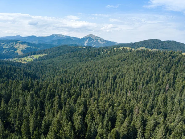 Green Mountains Ukrainian Carpathians Sunny Summer Morning Coniferous Trees Mountain — Stock Photo, Image