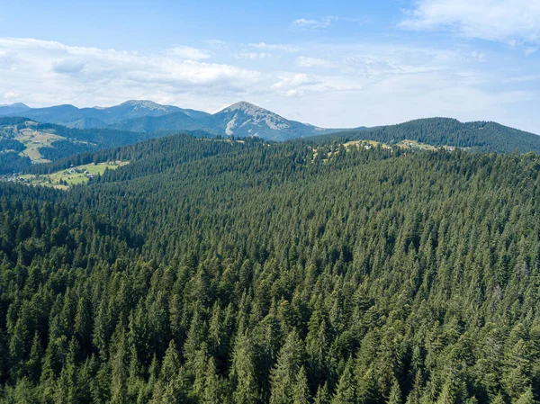 Green Mountains Ukrainian Carpathians Sunny Summer Morning Coniferous Trees Mountain — Stock Photo, Image