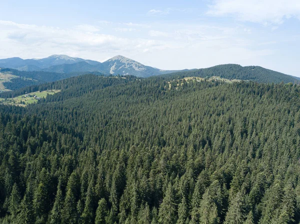 Green Mountains Ukrainian Carpathians Sunny Summer Morning Coniferous Trees Mountain — Stock Photo, Image