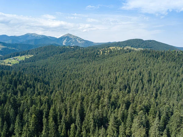 Green Mountains Ukrainian Carpathians Sunny Summer Morning Coniferous Trees Mountain — Stock Photo, Image