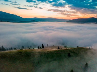 Şafak vakti ince bir sis tabakası tepenin üzerinde yüzer. Firavun ağaçları yamaçta yetişir. Sabah Ukraynalı Karpatlar. Hava aracı görünümü.