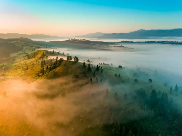 Thin Layer Fog Floats Ridge Dawn Fir Trees Grow Slope — Stock Photo, Image