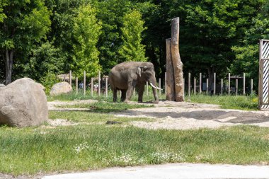 Afrika fili yaz boyunca hayvanat bahçesinde duruyor.
