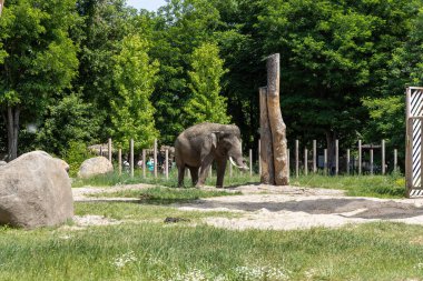 Güneşli hayvanat bahçesinde duran Asya fili yemyeşil ağaçlarla çevrili.