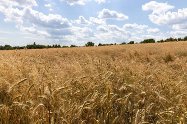 Mavi gökyüzünün altında altın buğday tarlası Yazın bulutlu