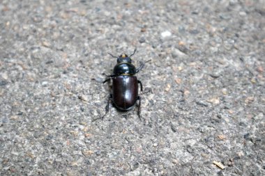 Beton kaldırımda siyah böcek, yakın plan.