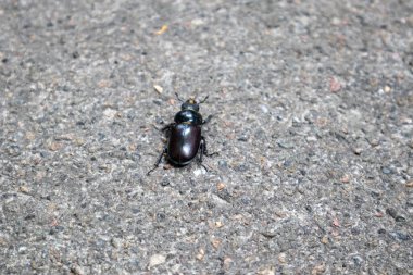 Asfalt yüzeyindeki bir böceğe yaklaş