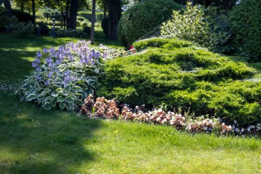 Çalıları ve çiçek açan güneşli bir bahçe.
