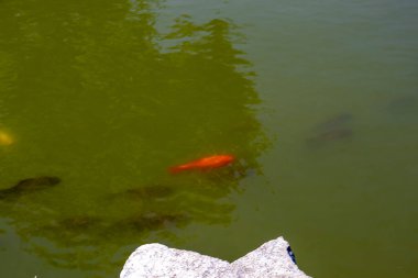 Turuncu koi balığı kayanın yanındaki yeşil gölde yüzüyor.