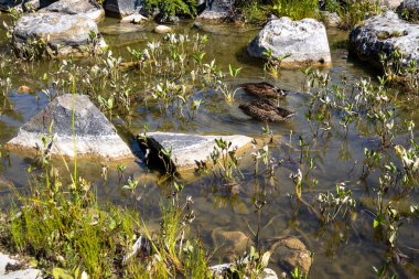 İki ördek sığ bir kayalık gölde yiyecek arıyor.