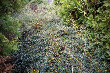 Bahçedeki küçük sarı ve kırmızı meyveli yoğun yeşil çalılar.