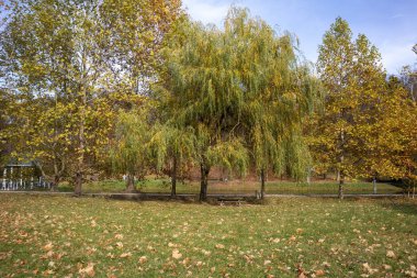 Sonbahar parkında yaprakları dökülmüş söğüt ağacı