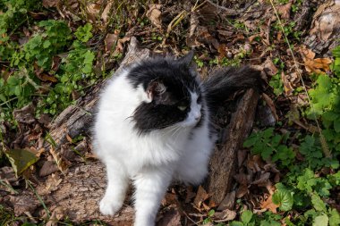 Siyah beyaz tüylü kedi sonbahar yapraklarıyla orman zemininde oturuyor.