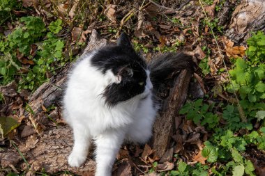 Siyah ve beyaz tüylü kedi dışarıda oturuyor.