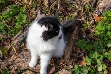 Pofuduk siyah beyaz kedi kütüğün üzerinde oturuyor.