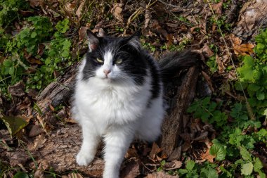 Tüylü siyah beyaz kedi düşmüş yaprak ve kütüklerin üzerinde oturuyor.