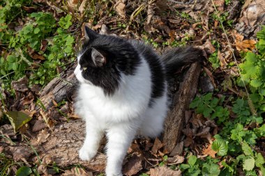 Siyah beyaz tüylü kedi orman zemininde düşmüş yapraklarla oturuyor.
