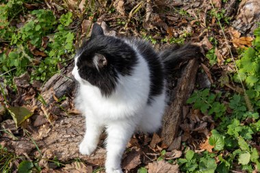 Siyah-beyaz kedi açık orman zemininde oturuyor.