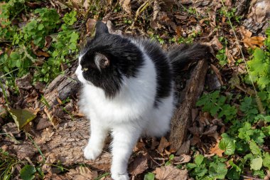 Siyah ve beyaz kabarık tüylü kedi düşmüş yaprakların ve ağaçların üzerinde oturuyor.