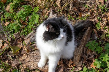 Siyah beyaz tüylü kedi güneş ışığında orman zemininde oturuyor.